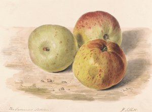 Sommeren Lodden, sept. 1832: Et stillebensstudie af tre æbler