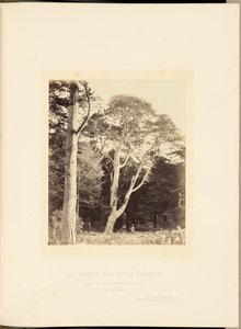 Gammel klyngefyr i Belvidere af James Sinclair, 14th Earl of Caithness