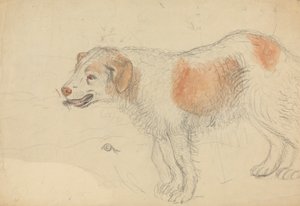 En hund af James Sowerby