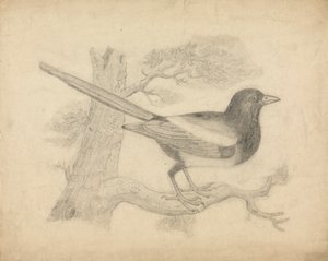 En Magpie i et Træ af James Sowerby