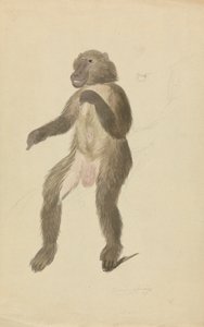 En mandrill af James Sowerby