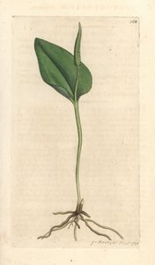 Hugormens tunge, Ophioglossum vulgatum (Ophioglossum) Håndfarvet kobberstik efter en illustration af James Sowerby fra James Smith