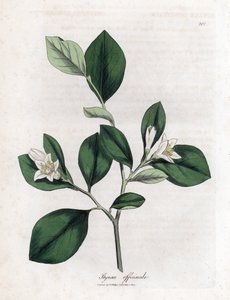 Aliboufier - Storax, Styrax officinalis. Håndfarvet kobberstik fra en botanisk illustration af James Sowerby fra William Woodville og Sir William Jackson Hookers "" Medical Botany,"" John Bohn, London af James Sowerby