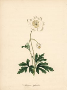 Anemone of the bores - Snowdrop anemone, Anemone sylvestris. Taget fra en illustration af James Sowerby i William Curtis