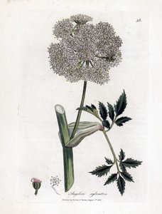 Angelique des bois ou sylvestris - Vild angelica, Angelica sylvestris. Håndfarvet kobberstik fra en botanisk illustration af James Sowerby fra William Woodville og Sir William Jackson Hookers "" Medical Botany,"" John Bohn, London af James Sowerby