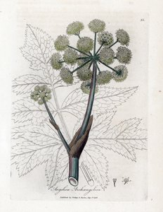 Angelique true eller officinal eller archangelique - Have angelica, Angelica archangelica. Håndfarvet kobberstik fra en botanisk illustration af James Sowerby fra William Woodville og Sir William Jackson Hookers "" Medical Botany,"" John Bohn, af James Sowerby