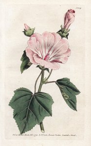 Årlig lilla eller kvartalsvis lavater - Litografi af James Sowerby (1757-1822), fra William Curtis