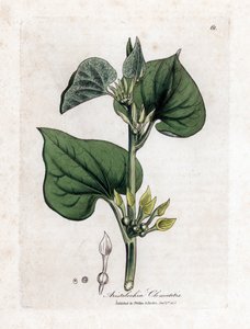 Aristoloche clematite - Klatrende fødselsurt, Aristolochia clematitis. Håndfarvet kobberstik fra en botanisk illustration af James Sowerby fra William Woodville og Sir William Jackson Hookers "" Medical Botany,"" John Bohn, London af James Sowerby