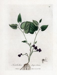 Aristoloche variete - Slange-rod fødselsurt, Aristolochia serpentaria. Håndfarvet kobberstik fra en botanisk illustration af James Sowerby fra William Woodville og Sir William Jackson Hookers "" Medical Botany,"" John Bohn, London af James Sowerby