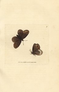 Arran brun, Erebia ligea (Papilio ligea). Håndfarvet kobberstik af James Sowerby fra The British Miscellany, eller farvede figurer af nye, sjældne eller lidet kendte dyreemner. af James Sowerby
