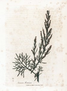 Aurone- eller citrongræs- eller sagebrush citrongræs - Southernwood, Artemisia abrotanum. Håndfarvet kobberstik fra en botanisk illustration af James Sowerby fra William Woodville og Sir William Jackson Hookers "" Medical Botany,"" John Bohn, Lond af James Sowerby