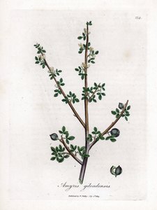 Balsam fra Mekka eller Balsam fra Galaad - Balsam fra Mekka, Commiphora gileadensis. Håndfarvet kobberstik fra en botanisk illustration af James Sowerby fra William Woodville og Sir William Jackson Hookers "" Medical Botany,"" John Bohn, London