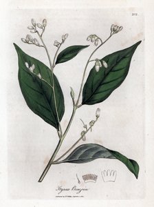 Benzoin - Benjamin træ, Styrax benzoin. Håndfarvet kobberstik fra en botanisk illustration af James Sowerby fra William Woodville og Sir William Jackson Hookers "" Medical Botany,"" John Bohn, London