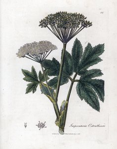 Benzoin eller Imperatory - Almindelig masterwort, Imperatoria ostruthium. Håndfarvet kobberstik fra en botanisk illustration af James Sowerby fra William Woodville og Sir William Jackson Hookers "" Medical Botany,"" John Bohn, London af James Sowerby