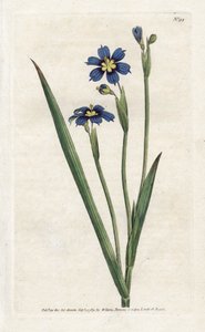 Bermudian med smalle blade - Litografi af James Sowerby (1757-1822), fra Botanical Magazine af William Curtis (1746-1799) af James Sowerby
