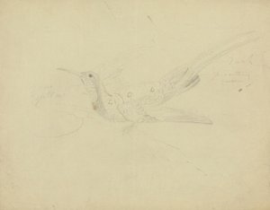 Paradisfugl af James Sowerby