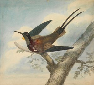 Bird of Paradise og Verso: Skitse af en blomst af James Sowerby
