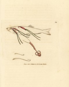 Blodnende copepod-parasit på et sprayøje, Lernaeenicus sprattae (Lernaea sprattae). Og endnu en mærkelig orm fundet på en østersskal. Håndfarvet kobberstik af James Sowerby fra The British Miscellany, eller farvede figurer af nye, sjældne, af James Sowerby