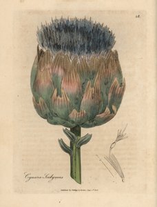 Blå og lilla blomstret artiskok, Cynara Scolymus af James Sowerby