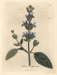 Blåblomstret salvie, Salvia officinalis af James Sowerby