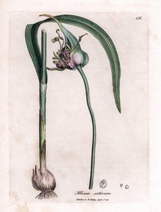 Botanisk tavle: Dyrkende hvidløg (Allium sativum) med løg, blade og lilla blomster. Håndfarvet kobberstik fra en illustration af James Sowerby. Uddrag fra bogen af William Woodville og Sir William Jackson Hooker "" Botanique medic af James Sowerby
