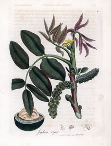 Botanisk tavle: blade, planter og valnøddefrugt Blade, gul blomst og nød fra det almindelige valnøddetræ, Juglans regia. Håndfarvet kobberstik fra en botanisk illustration af James Sowerby fra William Woodville og Sir William Jackson Hooker