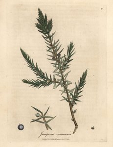Gren og bær af almindelig enebær, Juniperus communis af James Sowerby