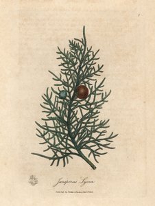 Gren og bær af cedertræet Juniperus lycia