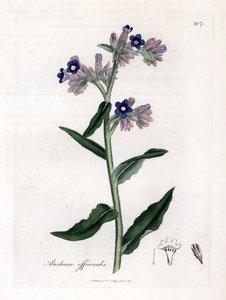 Bugloss officinale - Bugloss, Anchusa officinalis. Håndfarvet kobberstik fra en botanisk illustration af James Sowerby fra William Woodville og Sir William Jackson Hookers "" Medical Botany,"" John Bohn, London af James Sowerby