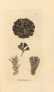 Bugulina avicularia (Flustra avicularis). Håndfarvet kobberstik af James Sowerby fra The British Miscellany, eller farvede figurer af nye, sjældne eller lidet kendte dyreemner. af James Sowerby