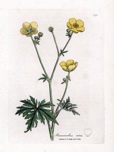 Smørblomst eller Button d