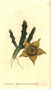 Kaktusstivelse - Orbea variegata (Variegated stapelia, Stapelia variegata). Håndfarvet kobberstik og botanisk illustration af James Sowerby fra William Curtis