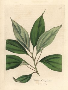 Kamfertræ, Laurus camphora af James Sowerby
