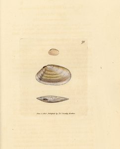 Candystick tellina shell, Tellina similis. Håndfarvet kobberstik af James Sowerby fra The British Miscellany, eller farvede figurer af nye, sjældne eller lidet kendte dyreemner. af James Sowerby