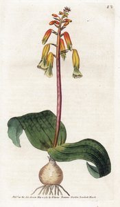 Cape Town Cuckoo - Litografi af James Sowerby (1757-1822), tallerken fra Botanical Magazine af William Curtis (1746-1799)
