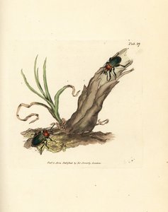 Carabus nitens bille. Håndfarvet kobberstik af James Sowerby fra The British Miscellany, eller farvede figurer af nye, sjældne eller lidet kendte dyreemner. af James Sowerby