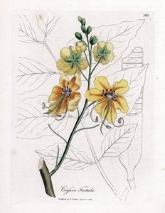 Cassia, falsk sene, falsk johannesbrødtræ, golden shower eller canefier - Golden shower tree, Cassia fistel. Håndfarvet kobberstik fra en botanisk illustration af James Sowerby fra William Woodville og Sir William Jackson Hookers "" Medical Botany af James Sowerby