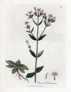 Centauree Chironia - Centaury, Chironia centaurium. Håndfarvet kobberstik fra en botanisk illustration af James Sowerby fra William Woodville og Sir William Jackson Hookers "" Medical Botany,"" John Bohn, London af James Sowerby