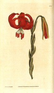 Chalcedonian lilje - Chalcedonian lilje, Lilium chalcedonicum. Håndfarvet kobberstik og botanisk illustration af James Sowerby fra William Curtis