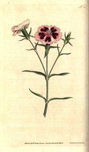 Kina nellike - Kina pink eller indisk pink, Dianthus chinensis. Håndfarvet kobberstik og botanisk illustration af James Sowerby fra William Curtis