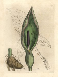 Almindelig arum, plettet arum af James Sowerby