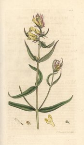 Almindelig kohvede, Melampyrum pratense (Melampyre des pres, Wood hirse, Cochelet, Yellow savory) Håndfarvet kobberstik efter en illustration af James Sowerby fra James Smith