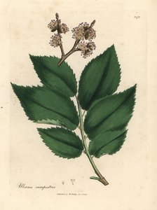 Almindelig elmetræ, Ulmus plainstris af James Sowerby