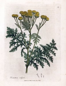 Almindelig reinfank eller stænk - Tansy, Tanacetum vulgare. Håndfarvet kobberstik fra en botanisk illustration af James Sowerby fra William Woodville og Sir William Jackson Hookers "" Medical Botany,"" John Bohn, London af James Sowerby