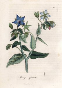 Kompendial borage. Håndfarvet kobberstik fra en tegning af James Sowerby (1757-1822), i Botanique Medicinale