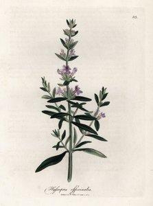 Kompendiel isop. Håndfarvet kobberstik fra en tegning af James Sowerby (1757-1822), i Botanique Medicinale