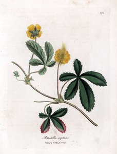 Krybende cinquefoil eller quintefeuille - Almindelig cinquefoil, Potentilla reptans. Håndfarvet kobberstik fra en botanisk illustration af James Sowerby fra William Woodville og Sir William Jackson Hookers "" Medical Botany,"" John Bohn, London af James Sowerby