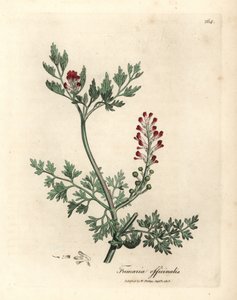 Crimson blomstret fumitory, Fumaria officinalis af James Sowerby