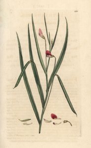 Crimson græsstrik, Lathyrus nissolia. Håndfarvet kobberstik efter en illustration af James Sowerby fra James Smith