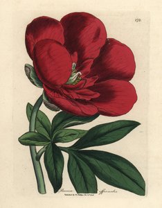 Crimson pæon, Paeonia officinalis af James Sowerby